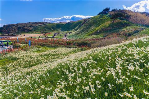 爪木崎水仙まつり(例年の見頃1月上旬〜下旬)